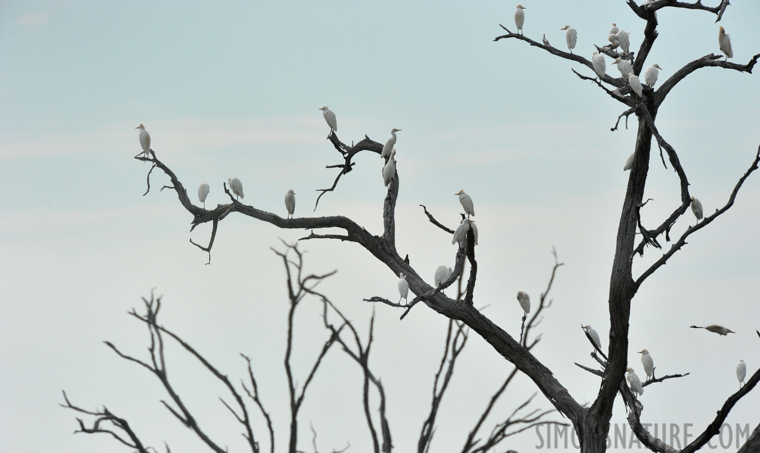 Bubulcus ibis [550 mm, 1/8000 sec at f / 8.0, ISO 1250]